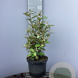 Elaeagnus ebb. 'Compacta' 80-100 cm 5,0L