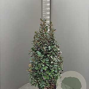 Elaeagnus ebb. 'Compacta' 100-125 cm 30L