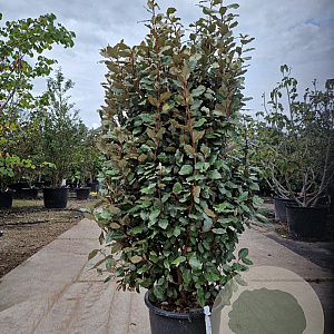 Elaeagnus ebb. 'Compacta' 125-150 cm 30L