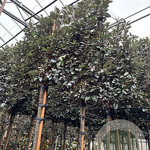 Elaeagnus ebb. 'Compacta' 8-10 HO container lei 120x100