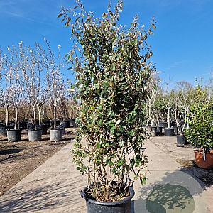 Elaeagnus ebb. 'Compacta' 175-200 cm 50L