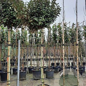 Elaeagnus ebb. 'Compacta' 180 cm stam container 12-14 leiboom