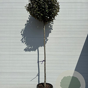 Elaeagnus ebb. 'Compacta' 10-12 HO container 