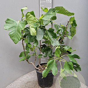 Ficus carica 60-80 cm 10L