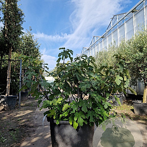 Ficus carica 100-125 cm cont. 90L meerstammig