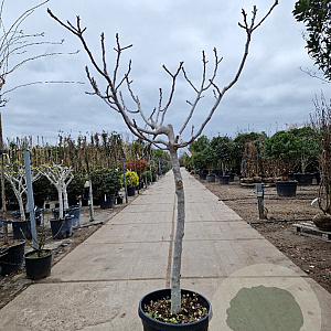 Ficus carica 100 cm stam container 14-16