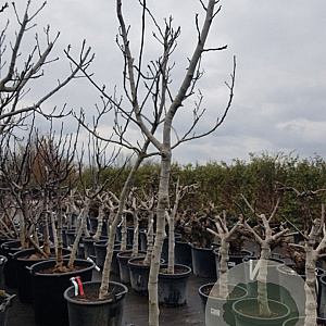 Ficus carica 100 cm stam container 14-16