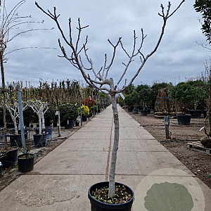 Ficus carica 100 cm stam container 14-16