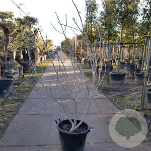 Ficus carica 150-175 cm container meerstammig