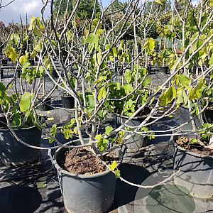 Ficus carica 150-175 cm container meerstammig