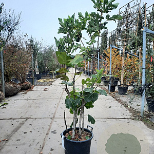 Ficus carica 150-175 cm container meerstammig
