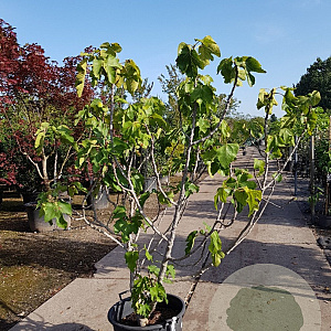 Ficus carica 150-175 cm container meerstammig