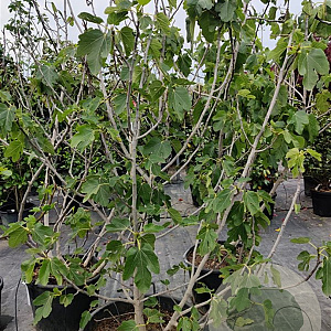 Ficus carica 175-200 cm container meerstammig