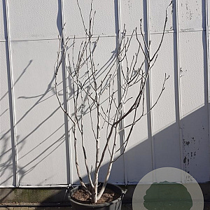 Ficus carica 200-250 cm container meerstammig