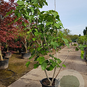 Ficus carica 200-250 cm container meerstammig