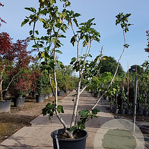Ficus carica 200-250 cm container meerstammig extra