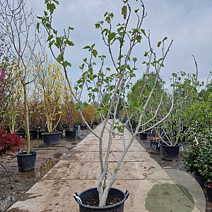 Ficus carica 250-300 cm container meerstammig
