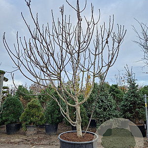 Ficus carica 400-450 cm container