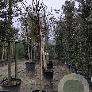 Ficus carica 180 cm stam container 10-12 hoge lei