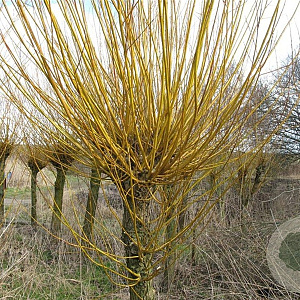 Salix alba 'Chermesina' 400-450 cm container solitair