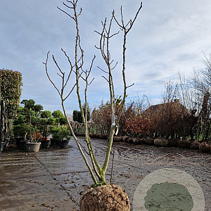 Ficus car. 'Brown Turkey' 200-250 cm draadkluit