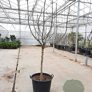 Ficus car. 'Rouge de Bordeaux' 100 cm stam container 14-16