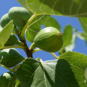 Ficus car. 'Verdino' 18-20 HA draadkluit 3 X verplant