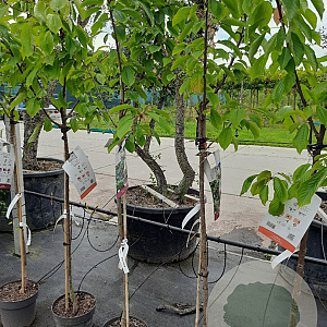 Prunus a. 'Kordia' halfstam 7,5L