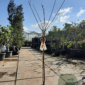 Prunus d. 'Victoria' halfstam 7,5L