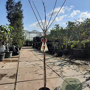 Prunus d. 'Victoria' halfstam 7,5L