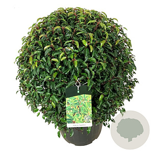 Prunus l. 'Angustifolia' 70-80 cm 50L bol extra