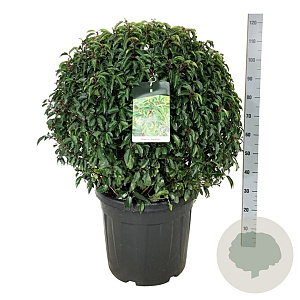 Prunus l. 'Angustifolia' 80-90 cm cont. 55L extra