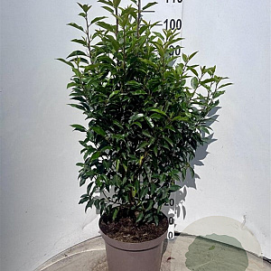 Prunus l. 'Angustifolia' 80-100 cm 10L
