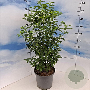 Prunus l. 'Angustifolia' 80-100 cm 10L