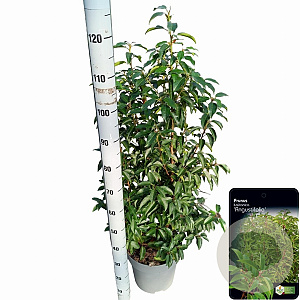 Prunus l. 'Angustifolia' 80-100 cm 10L