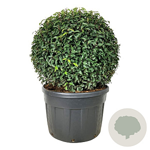 Prunus l. 'Angustifolia' 100 cm cont. 230L bol