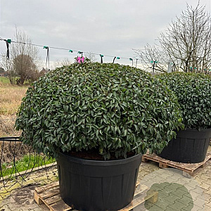 Prunus l. 'Angustifolia' 150-175 cm cont. 500L platte bol