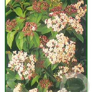 Viburnum tinus 60 cm stam 5,0L