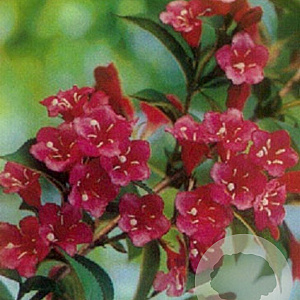 Weigela 'Bristol Ruby' 120 cm stam 12L
