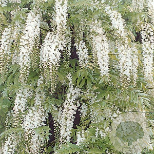 Wisteria sinensis 'Alba' 200-225 cm 20L
