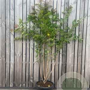 Prunus ser. 'Kanzan' 200-250 cm 45L meerstammig