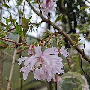 Prunus subh. 'Autumnalis' 200-250 cm container meerstammig extra