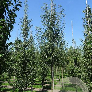 Pyrus c. 'Bonne Louise d'Avranches' 16-18HA draadkluit 3 X verplant
