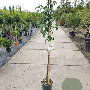 Pyrus c. 'Conference' halfstam 7,5L