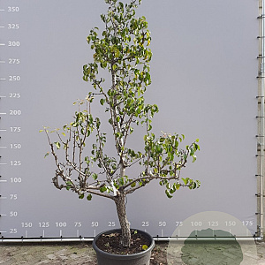 Pyrus c. 'Conference' GM container solitair