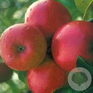 Malus d. 'Ecolette' hoogstam 20L