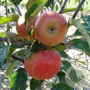 Malus d. 'Elstar' hoogstam 20L