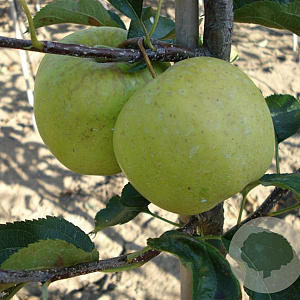 Malus d. 'Golden Delicious' hoogstam 20L