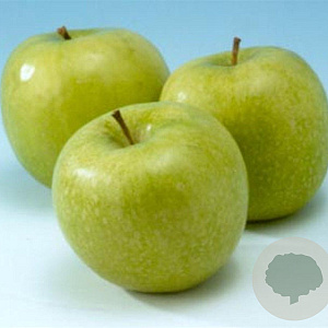 Malus d. 'Granny Smith' 16-18HA container