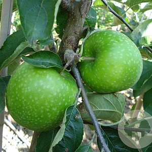 Malus d. 'Granny Smith' 16-18HA container